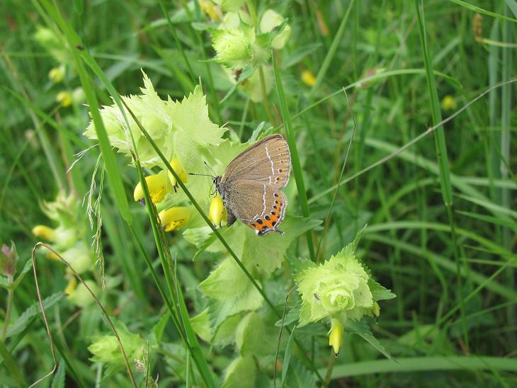 Satyrium pruni